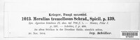 Phlebia tremellosa image